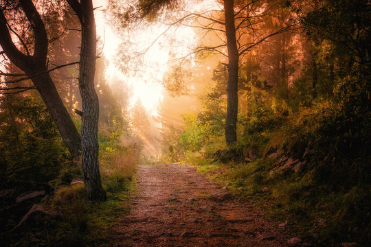 Fototapeta Path through the woods and light rays as they break through fog