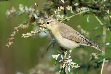 Leaf warbler (Phylloscopus sp)