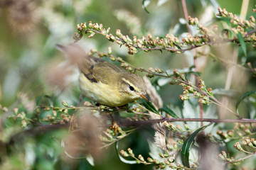 Leaf warbler (Phylloscopus sp)