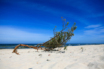 large branch on the sandy beach