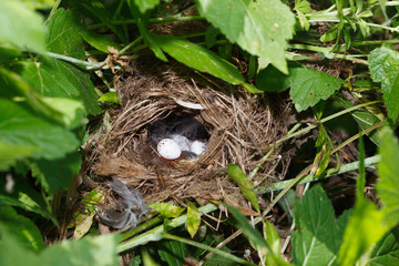 The nest of the Willow Warbler in nature.