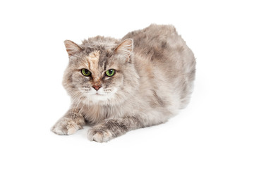 Domestic Medium Hair Mixed Breed Tortie Cat
