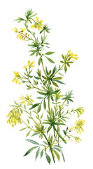 Illustration of flower on white background