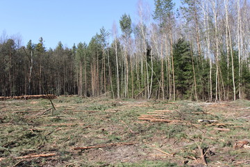 deforestation and logging