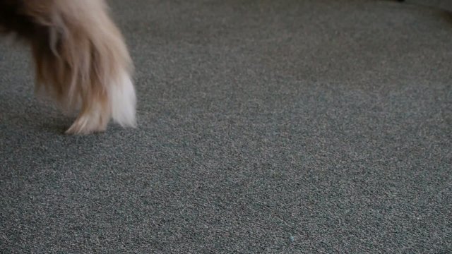 Helping dog - assistance dog brought phone