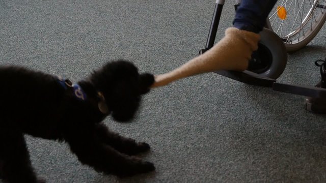 Assistance dog helps undress sock on the foot