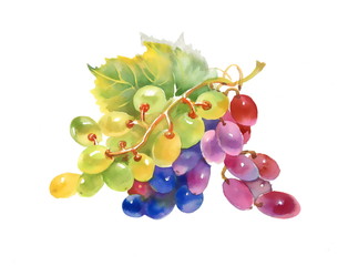 Watercolor grapes isolated on white background