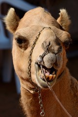 Funny face camel head in front of a dark background