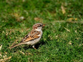 Little brown bird in the grass