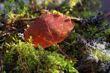 Aspen leaf in the forest, macro
