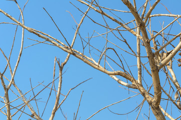 Dry tree branch silhouette over blue sky background.