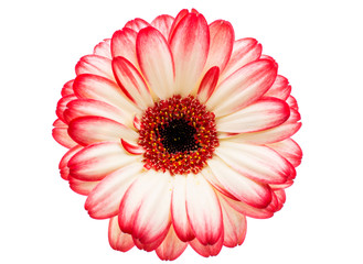 beautiful gerbera