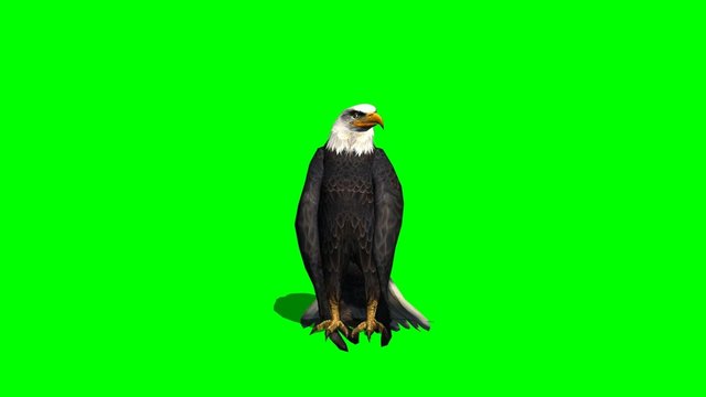 eagle fly landing 1 - green screen