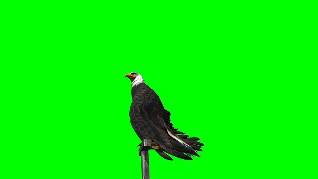 eagle fly landing - 3 different views - green screen