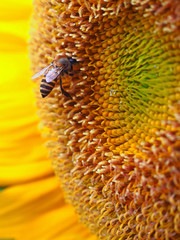 Close Up Honeybee on a Sunflower - 80040428