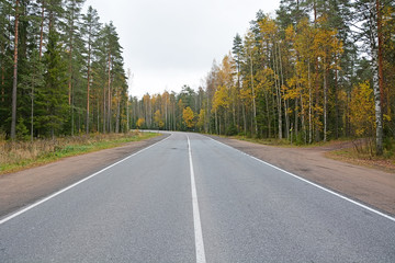 Obraz premium Morning autumn landscape- forest road and golden trees along