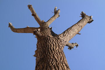 Trunk of an old  tree and blue sky