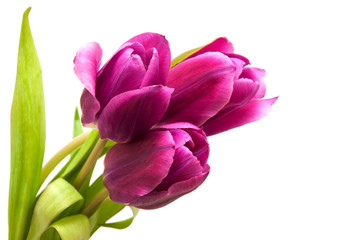 purple colored tulip flowers