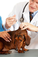 Veterinarian: Dog Gets Vaccination