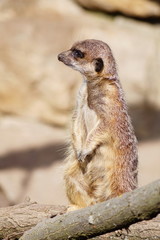 Erdmännchen