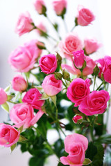 Beautiful pink roses on light background