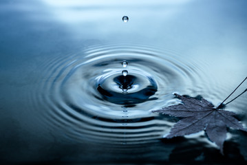 Autumn leaves on water surface