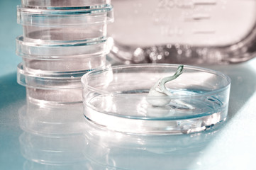 Genetically modified plant