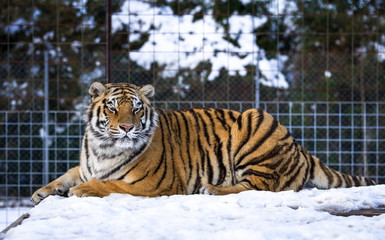 Tiger in the snow