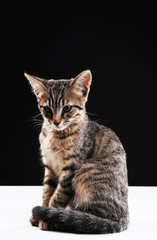 Portrait of stripped kitten on black background