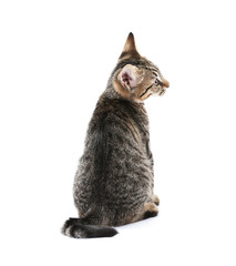 Cute kitten isolated on white