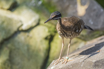 Sunbittern looking for food