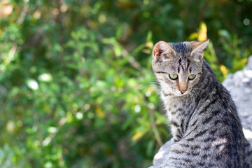 Naklejka na ściany i meble Tabby kitten in the garden. Selective focus and beautiful bokeh.