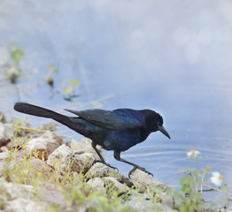 Blackbird