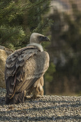 Griffon Vulture standing in the ground