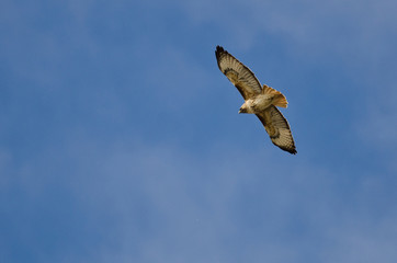 Red-Tailed Hawk Flying in a Blue Sky