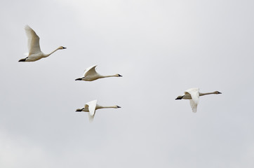 Four Tundra Swans Flying on a Light Background