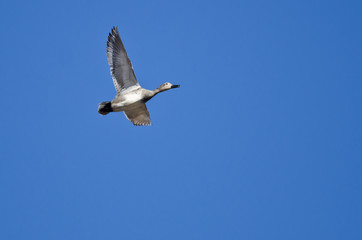 Lone Gadwall Flying in a Blue Sky