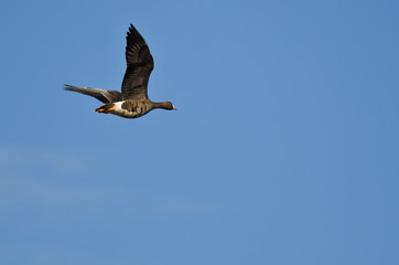 Greater White-Fronted Goose Flying in a Blue Sky