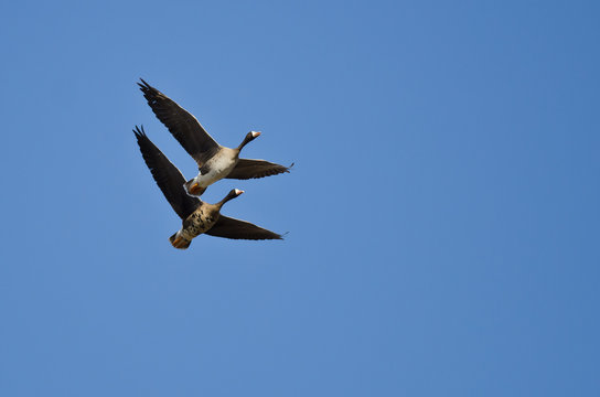 Demonstration of Synchronized Flying by Two White-Fronted Geese