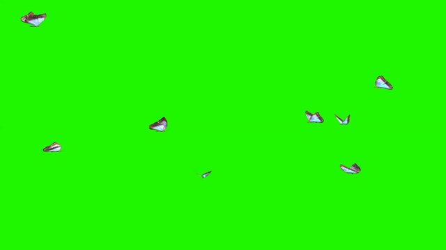butterflies - small swarm on green screen