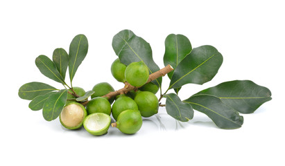 fresh macadamia nut on white background