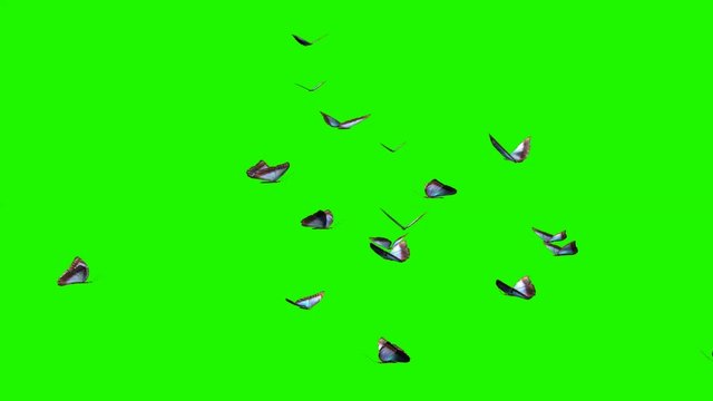 blue butterflies - large swarm on green screen