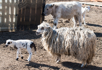 lamb on the farmyard