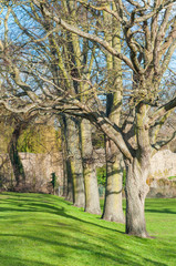 Fototapeta premium Trees without leaves in early spring, UK