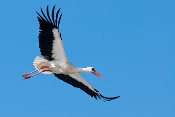 Flying white stork in blue sky