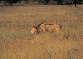 야생동물의 세계