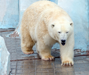 Obraz na płótnie Canvas White polar bear