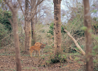 야생동물의 세계