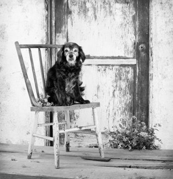 Small Senior Pet Dog Sitting On Antique Chair By Door.