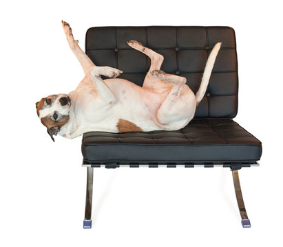 Pitbull Dog On Mid Century Modern Barcelona Chair